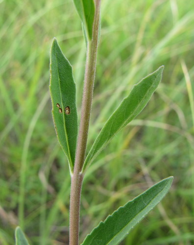 Spiked Speedwell