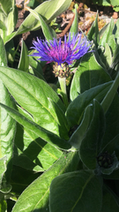 Centaurea montana