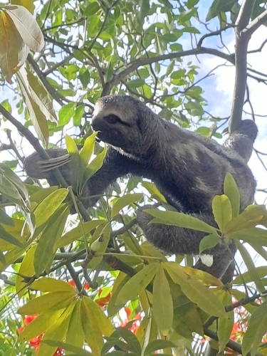 Trans-Andean Three-toed Sloth