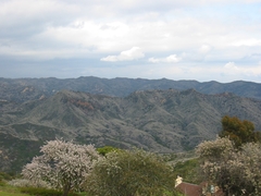 Ceanothus megacarpus