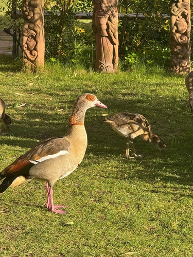 Egyptian Goose
