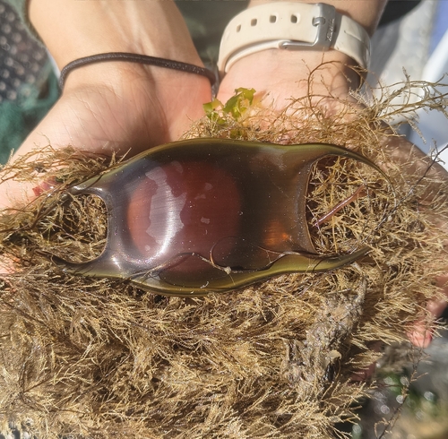 Clearnose Skate, photo 2 of 10