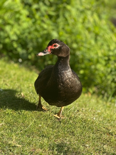 Domestic Muscovy Duck