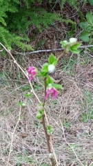 Rubus spectabilis spectabilis