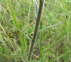 Pontechium maculatum