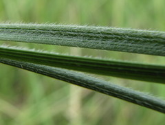 Stipa dasyphylla