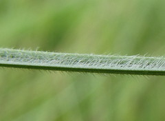 Stipa dasyphylla
