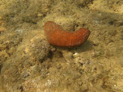 Actinopyga obesa observed 2026-06-03