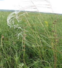 Stipa dasyphylla
