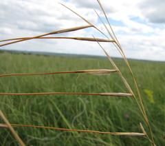 Stipa dasyphylla