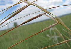 Stipa dasyphylla
