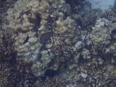 Sufflamen albicaudatum