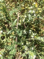 Vittadinia australis