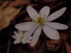 Hepatica
