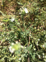 Vittadinia australis