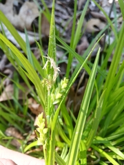 Carex laxiflora