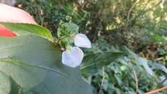 Pombalia communis