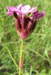 Dianthus andrzejowskianus