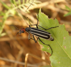 Epicauta erythrocephala