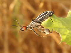 Epicauta erythrocephala