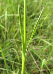 Dianthus andrzejowskianus
