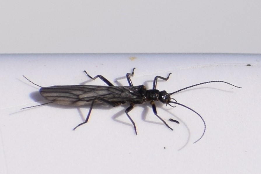 Columbian Snowfly