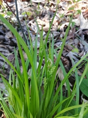 Carex laxiflora