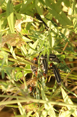 Epicauta erythrocephala