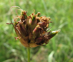 Dianthus andrzejowskianus