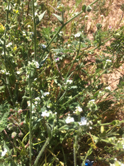 Vittadinia australis