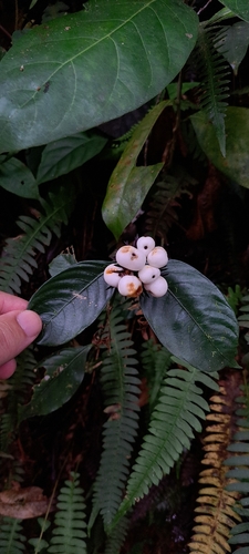Palicourea justiciifolia (Palicourea justiciifolia)