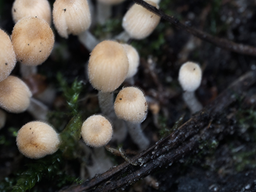 Trooping Crumble Cap