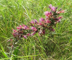 Pontechium maculatum