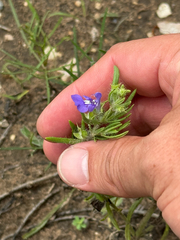 Salvia texana, photograph (c) Chet Burrier, some rights reserved (CC BY)