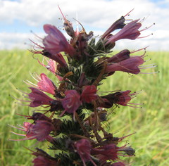 Pontechium maculatum