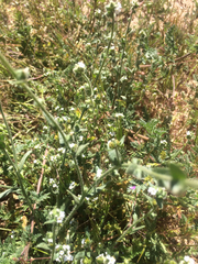Vittadinia australis