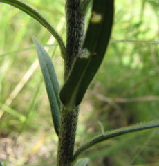 Pontechium maculatum