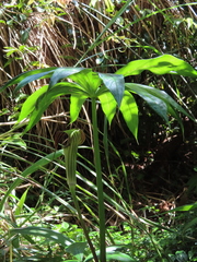 Arisaema formosanum