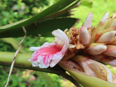 Alpinia shimadae