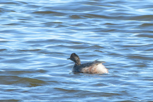 iNaturalist image