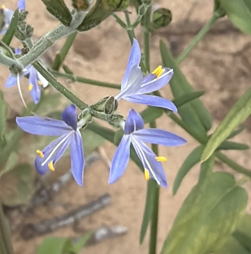 Carlowrightia parviflora
