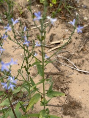 Carlowrightia parviflora, photograph (c) Scott Holt, some rights reserved (CC BY-SA)