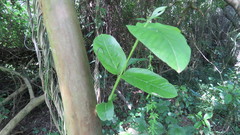 Psidium kennedyanum