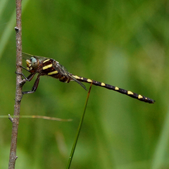 Cordulegaster bilineata
