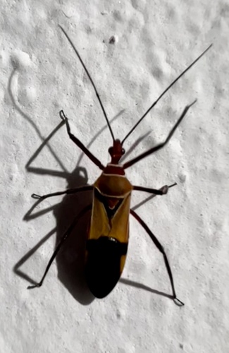 Hediocoris tibialis