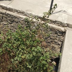 Kearnemalvastrum lacteum