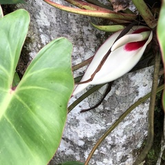 Philodendron loefgrenii