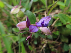 Polygala japonica