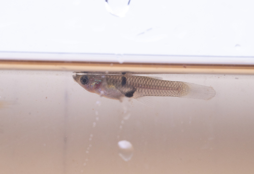 Para molly (Poecilia parae) — Poeciliidae — 5