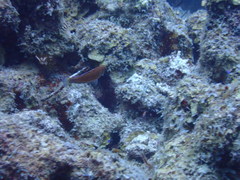 Paracheilinus octotaenia